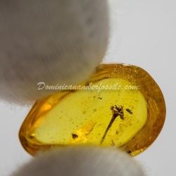 Botanical Inclusion Flower On Dominican Amber 12