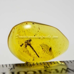 Botanical Inclusion Flower On Dominican Amber 8