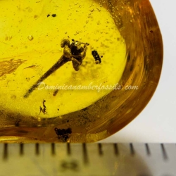 Botanical Inclusion Flower On Dominican Amber 9