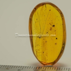 Botanical Inclusion Fossil Dominican Amber 4