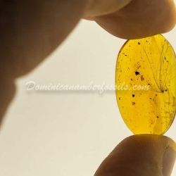 Botanical Inclusion Fossil Dominican Amber