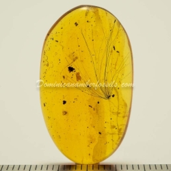 Botanical Inclusion Fossil Dominican Amber 8