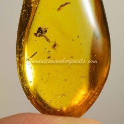 Botanical Inclusion Fossil Flower On Dominican Amber