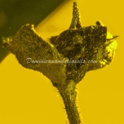 Botanical Inclusion Fossil Flower On Dominican Amber 7