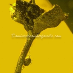 Botanical Inclusion Fossil Flower On Dominican Amber 9