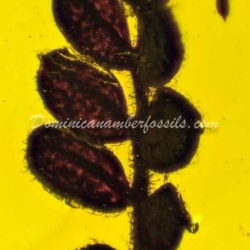 Botanical Inclusion Unburned Compound Leaf 10