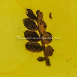 Botanical Inclusion Unburned Compound Leaf 3