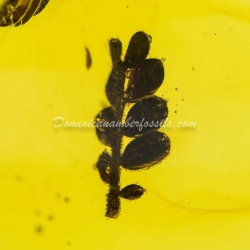 Botanical Inclusion Unburned Compound Leaf 5