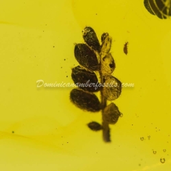 Botanical Inclusion Unburned Compound Leaf 9