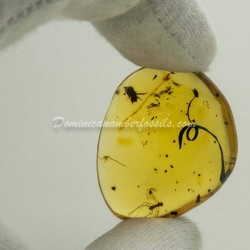 Botanical And Fly On Clear Amber Piece 3