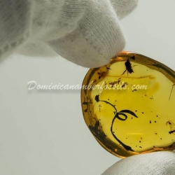 Botanical And Fly On Clear Amber Piece