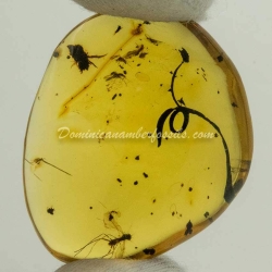 Botanical And Fly On Clear Amber Piece 4