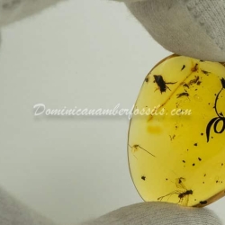 Botanical And Fly On Clear Amber Piece 5