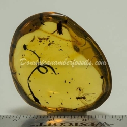 Botanical And Fly On Clear Amber Piece 6