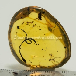 Botanical And Fly On Clear Amber Piece 7