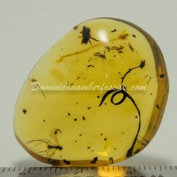 Botanical And Fly On Clear Amber Piece 8