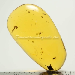 Caterpillar On Clear Amber Piece 5