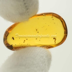 Caterpillar On Clear Amber Piece