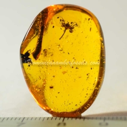 Cativo Flower Dominican Amber 2