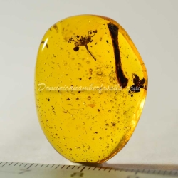 Cativo Flower Dominican Amber 6