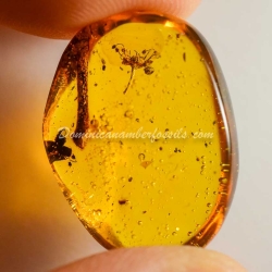 Cativo Flower Dominican Amber