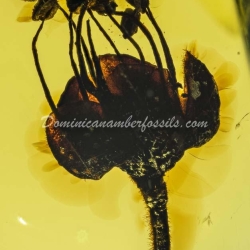 Cativo Flower Dominican Amber Fossil Inclusion 10