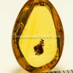 Cativo Flower Dominican Amber Fossil Inclusion 4