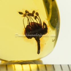 Cativo Flower Dominican Amber Fossil Inclusion 5