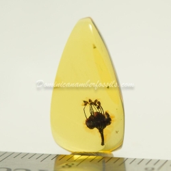 Cativo Flower Dominican Amber Fossil Inclusion 6