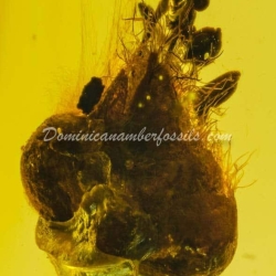 Cativo Flower Dominican Amber Fossil Inclusion 8