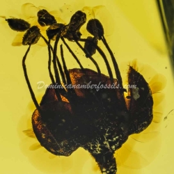 Cativo Flower Dominican Amber Fossil Inclusion 9