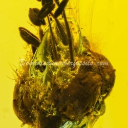 Cativo Flower Dominican Amber Fossil Inclusion 9