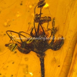 Cativo Flower Inclusion Fossil On Dominican Amber 6