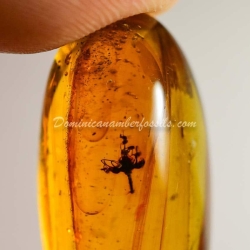 Cativo Flower Inclusion Fossil On Dominican Amber