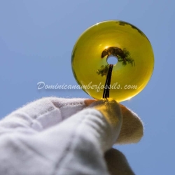 Clear Traditional Asian Donut 3