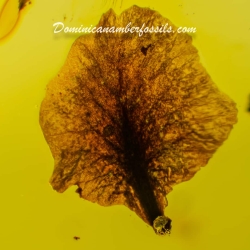 Clear Unburned Flower Petal 6