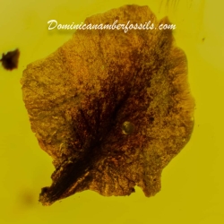 Clear Unburned Flower Petal 8