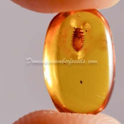 Coccinellidae Larva On Dominican Amber 2