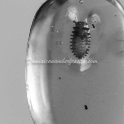 Coccinellidae Larva On Dominican Amber 3