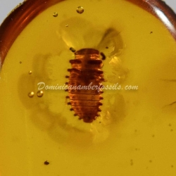 Coccinellidae Larva On Dominican Amber 4