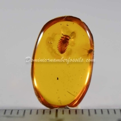 Coccinellidae Larva On Dominican Amber 5