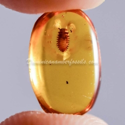 Coccinellidae Larva On Dominican Amber