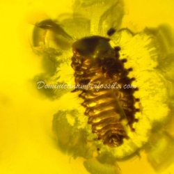 Coccinellidae Larva On Dominican Amber 6