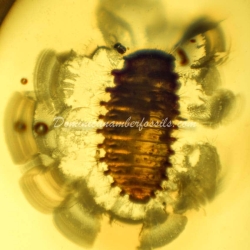 Coccinellidae Larva On Dominican Amber 7