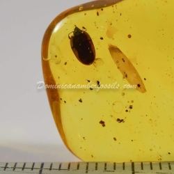 Coleoptera Chrysomelidae Cassidinae 3