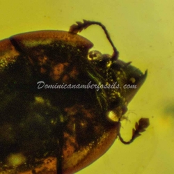 Coleoptera Chrysomelidae Cassidinae 7