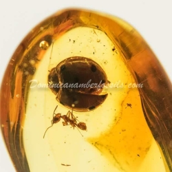 Coleoptera Coccinellidae Inclusion On Dominican Amber 3