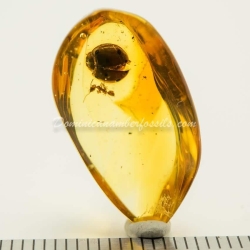 Coleoptera Coccinellidae Inclusion On Dominican Amber 4