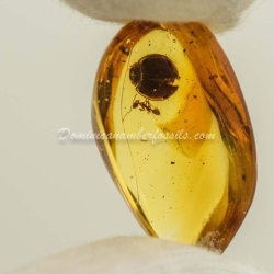 Coleoptera Coccinellidae Inclusion On Dominican Amber