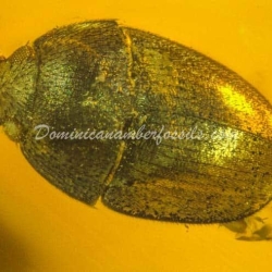 Coleoptera Hecatomb 6